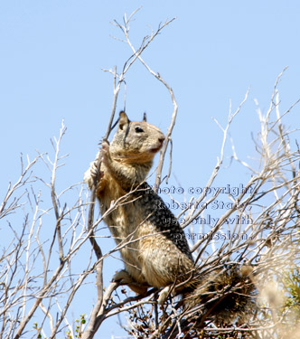 California ground squirrel lookout