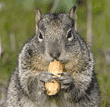 California ground squirrel eating peanut