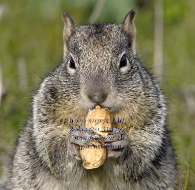 California ground squirrel eating peanut