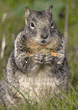 California ground squirrel