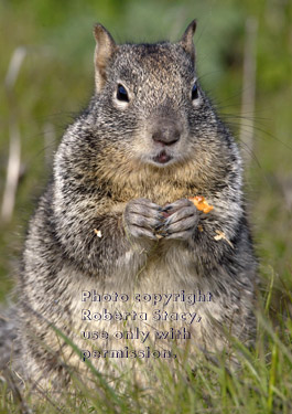 California ground squirrel