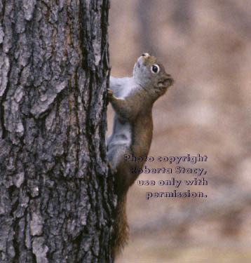 red squirrel (pine squirrel, chickaree)