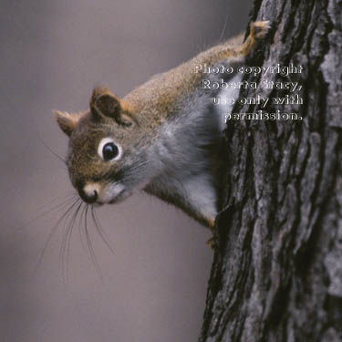 red squirrel (pine squirrel, chickaree)