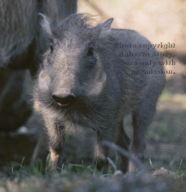 warthog (wart hog) baby