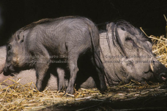 baby warthog with mother