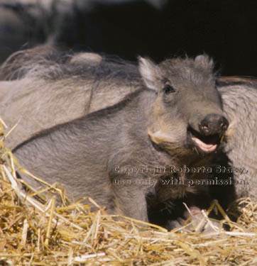 warthog (wart hog) baby