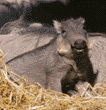 baby warthog (wart hog)