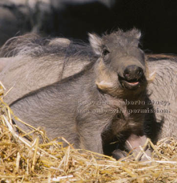  baby warthog (wart hog)