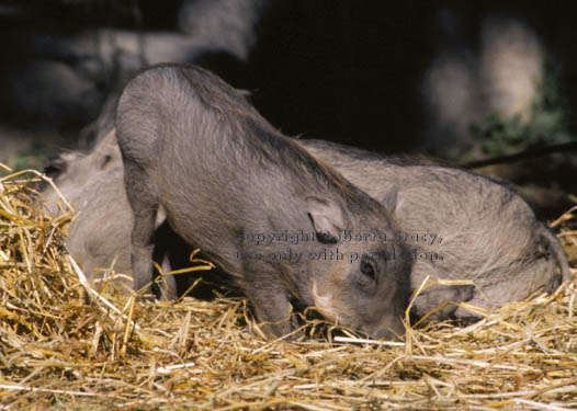 warthog baby with mother