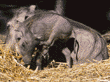 warthog (wart hog) baby & mother