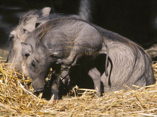 warthog (wart hog) baby & mother