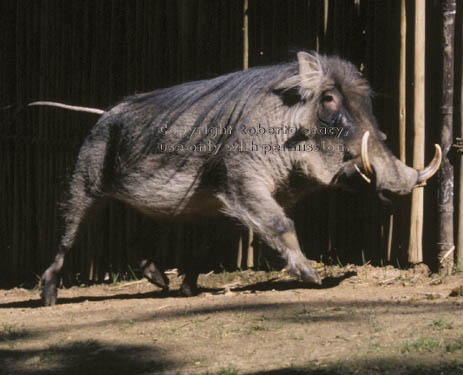 warthog (wart hog) father