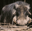 warthog (wart hog) father