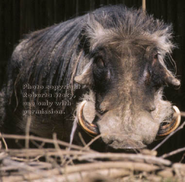 warthog (wart hog) father