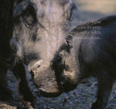 warthog mother and baby