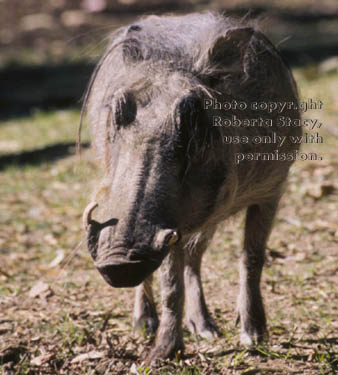 warthog (wart hog) mother