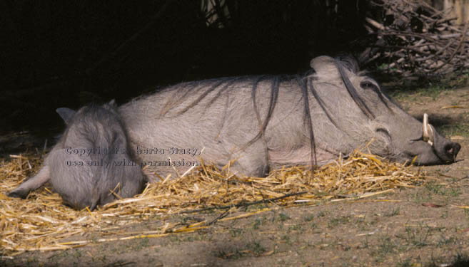 nursing warthog baby