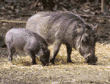 baby warthog with her mother