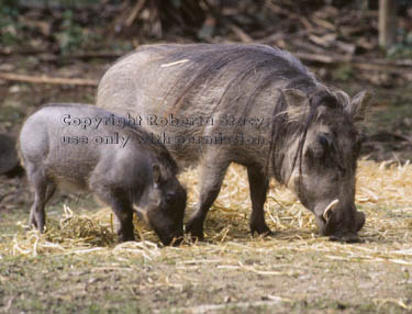 baby warthog with her mother