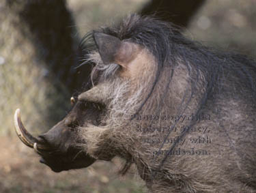 warthog (wart hog) father