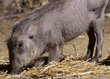 warthog (wart hog) baby