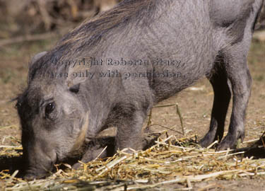 warthog (wart hog) baby