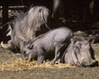 baby warthog with Mom & Dad