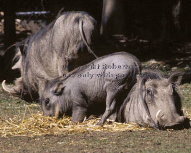 baby warthog with Mom & Dad