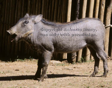 warthog (wart hog) baby