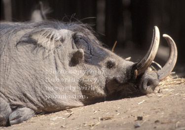 warthog (wart hog)