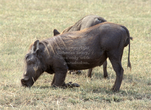 warthogs Tanzania East Africa