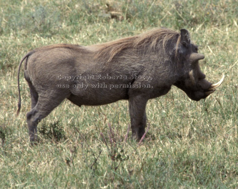 warthog (wart hog) Tanzania (East Africa)