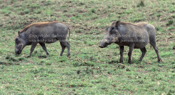 warthogs (wart hogs) Tanzania (East Africa)