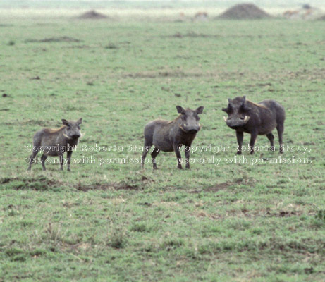 warthogs (wart hogs) Tanzania (East Africa)