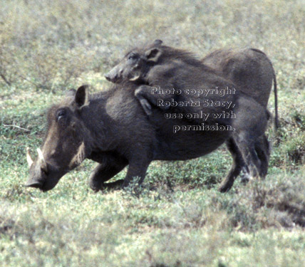 warthog baby with adult Tanzania (East Africa)