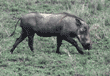 warthog Tanzania (East Africa)