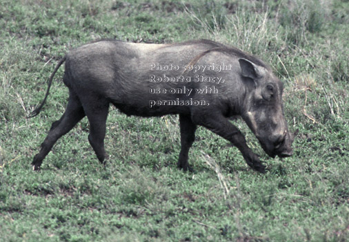 warthog Tanzania (East Africa)