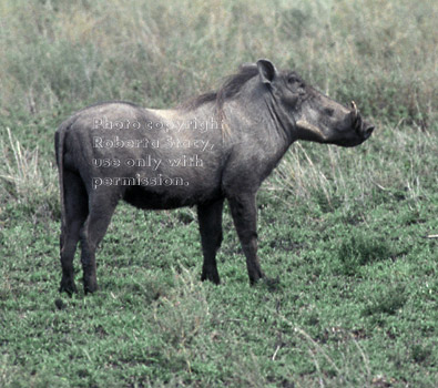 warthog Tanzania (East Africa)