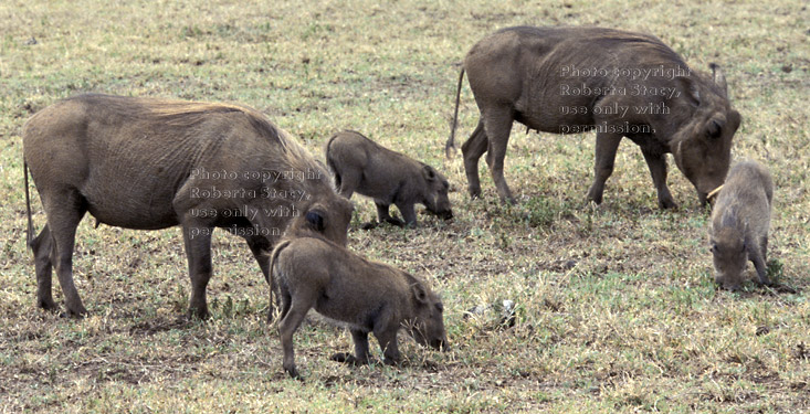 mother and baby warthogs Tanzania (East Africa)