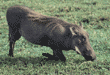 warthog eating Tanzania (East Africa)