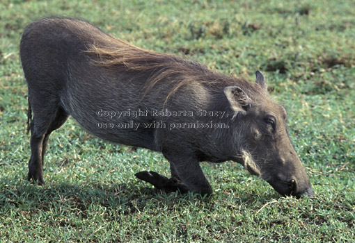 warthog eating Tanzania (East Africa)