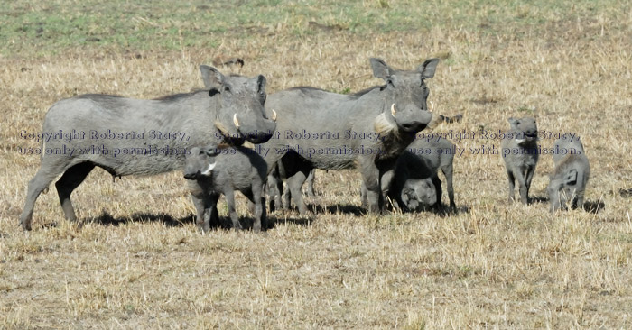 warthog family