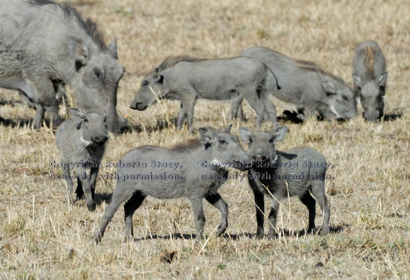 warthog babies and adult