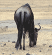 wildebeest Tanzania (East Africa)