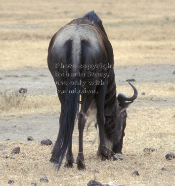 wildebeest Tanzania (East Africa)