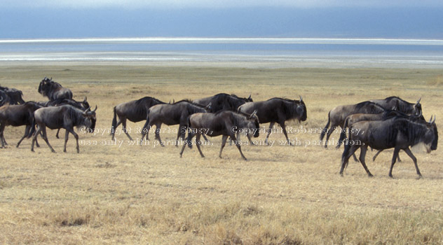 wildebeests Ngorongoro Crater