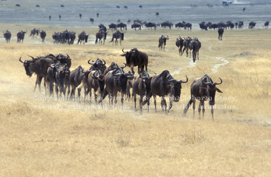 wildebeests on the run Ngorongoro Crater, Tanzania