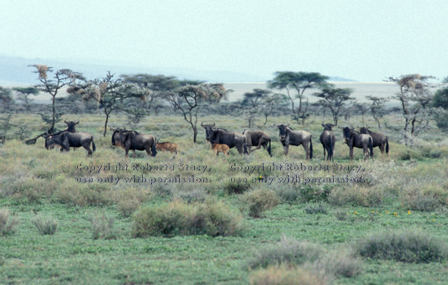 wildebeests Tanzania (East Africa)