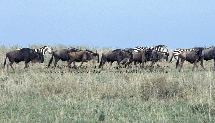 migrating wildebeests & zebras