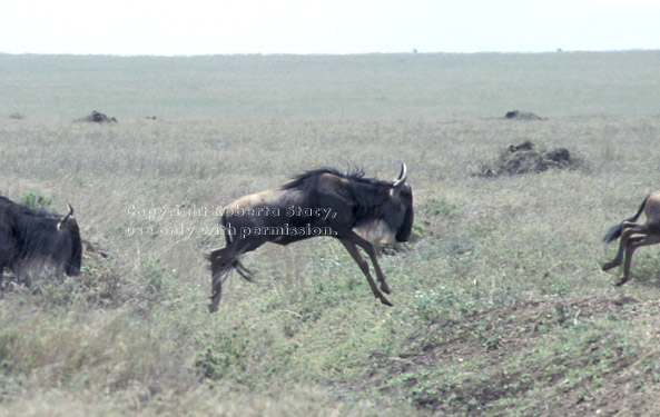 leaping wildebeest Tanzania (East Africa)